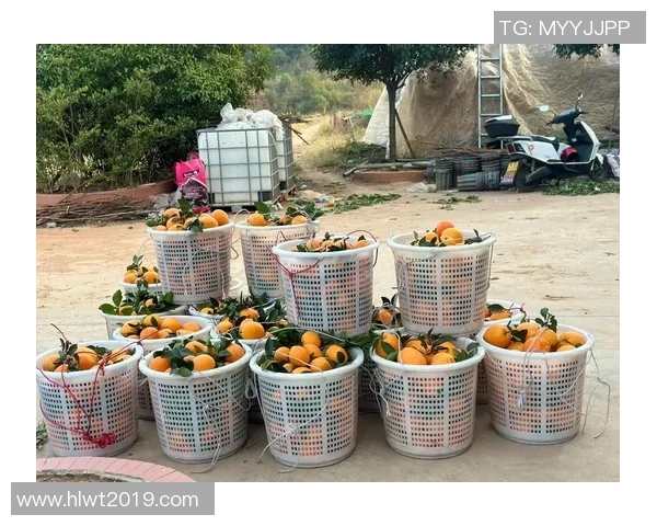 果园采摘季节乐趣，畅享自然丰收的喜悦与美好时光